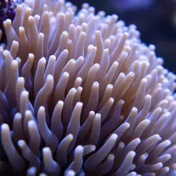 Anemone Coral
