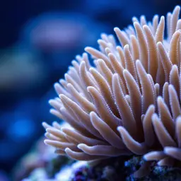 Anemone Coral, photo 2