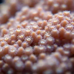 Anemone Coral, photo 2