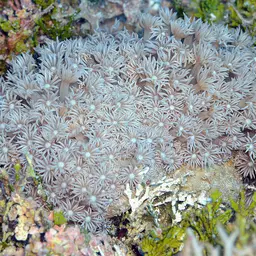 Anemone Coral, photo 2