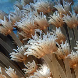 Anemone Coral, photo 3