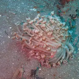 Anemone Coral, photo 4