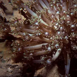 Anemone Coral, photo 5
