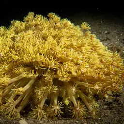 Anemone Coral