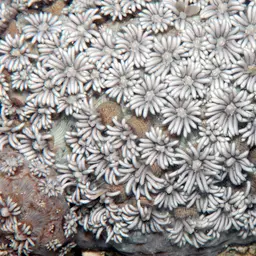 Anemone Coral, photo 6