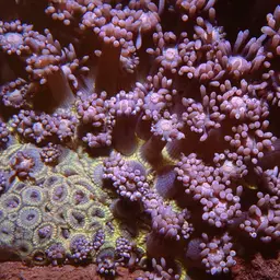 Anemone Coral, photo 7