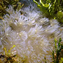 Anemone Coral, photo 8