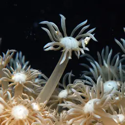 Anemone Coral, photo 9