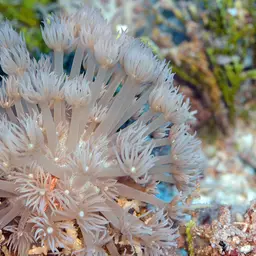 Anemone Coral, photo 10