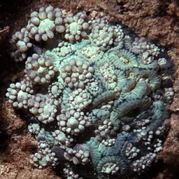 Anemone Coral, photo 11