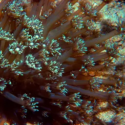 Anemone Coral, photo 12