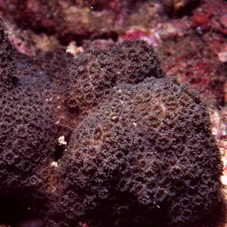 Anemone Coral