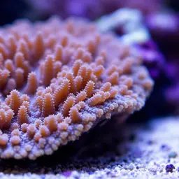Anemone Coral, photo 2