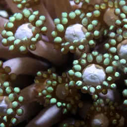 Anemone Coral, photo 2