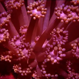 Anemone Coral, photo 3