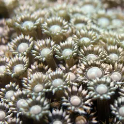 Anemone Coral