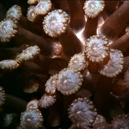 Anemone Coral, photo 4