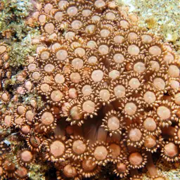 Anemone Coral, photo 5