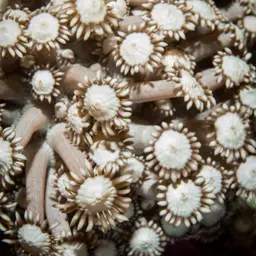 Anemone Coral, photo 6