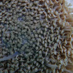 Anemone Coral, photo 7