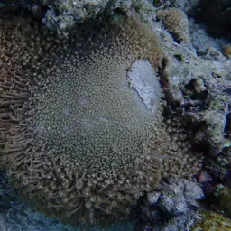 Anemone Coral, photo 8