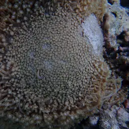 Anemone Coral, photo 9