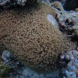 Anemone Coral, photo 10