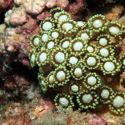 Anemone Coral, photo 11