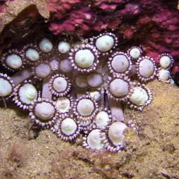 Anemone Coral, photo 12