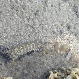 Peacock Mantis Shrimp, photo 2