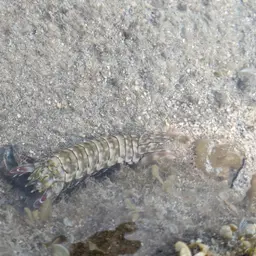 Peacock Mantis Shrimp, photo 3