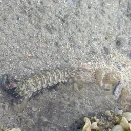 Peacock Mantis Shrimp, photo 4