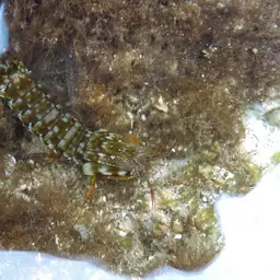 Peacock Mantis Shrimp, photo 5