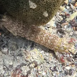 Peacock Mantis Shrimp, photo 6