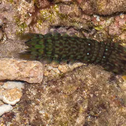 Peacock Mantis Shrimp