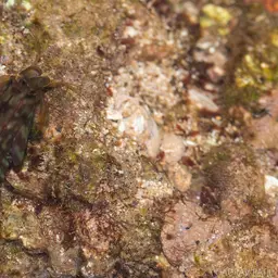 Peacock Mantis Shrimp, photo 2