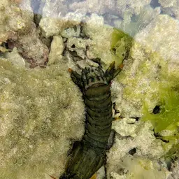 Peacock Mantis Shrimp, photo 3