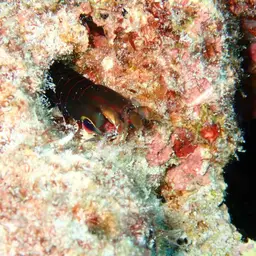 Peacock Mantis Shrimp, photo 4