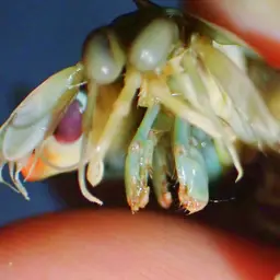 Peacock Mantis Shrimp, photo 7