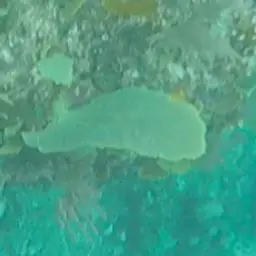 Bahamian Sea Fan