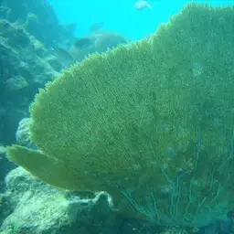 Bahamian Sea Fan, photo 2