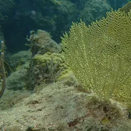 Wide-mesh Sea Fan, photo 1