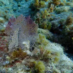 Wide-mesh Sea Fan, photo 2