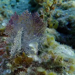 Wide-mesh Sea Fan, photo 3