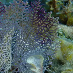 Wide-mesh Sea Fan, photo 4