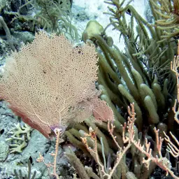 Wide-mesh Sea Fan, photo 5