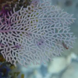 Wide-mesh Sea Fan, photo 6