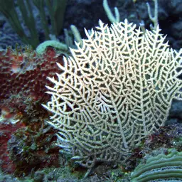 Wide-mesh Sea Fan, photo 7