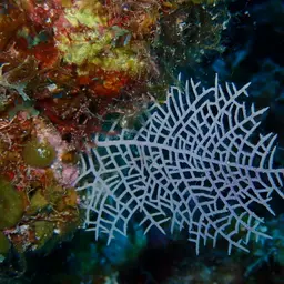 Wide-mesh Sea Fan, photo 8