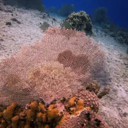 Wide-mesh Sea Fan, photo 9
